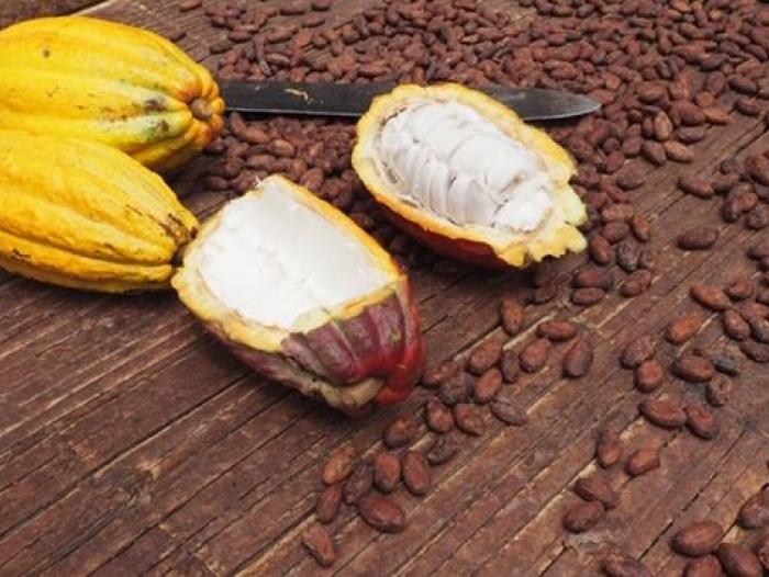 Sector cacaotero mueve $360.000 millones al año